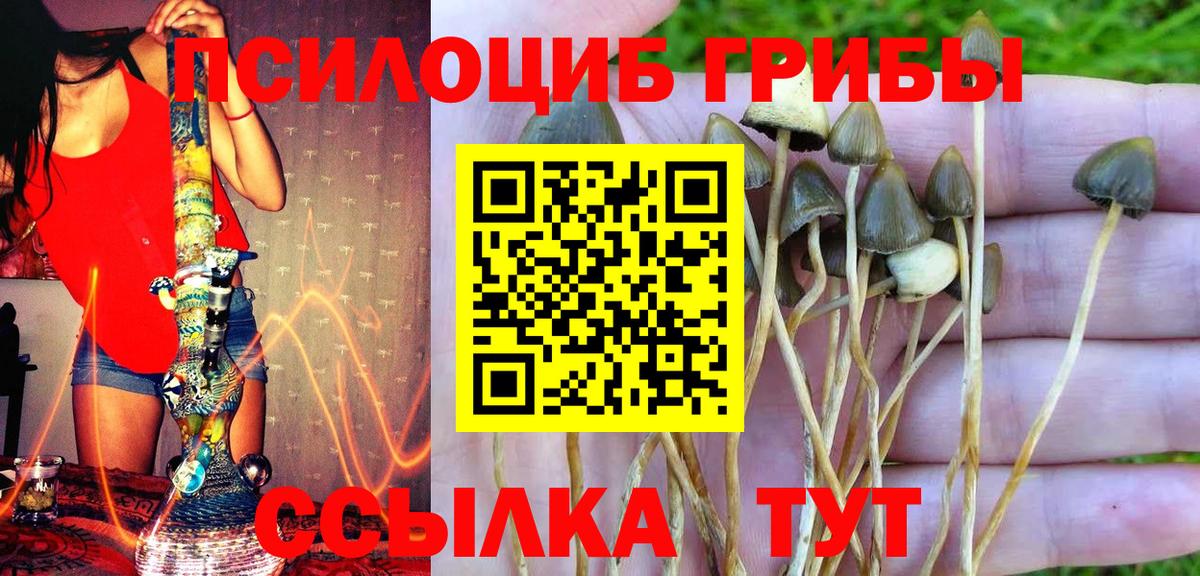 Псилоцибиновые грибы Psilocybine cubensis  Галлюциногенные грибы GOLDEN TEACHER  Киржач  Вход с VPN 